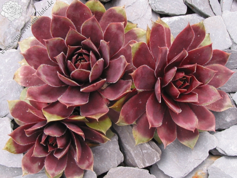 Jungle Fires | Sempervivum-Liste